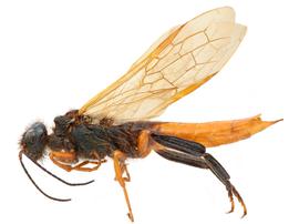   Sirex abietinus  male lateral habitus; photo by H. Goulet, CNC 
